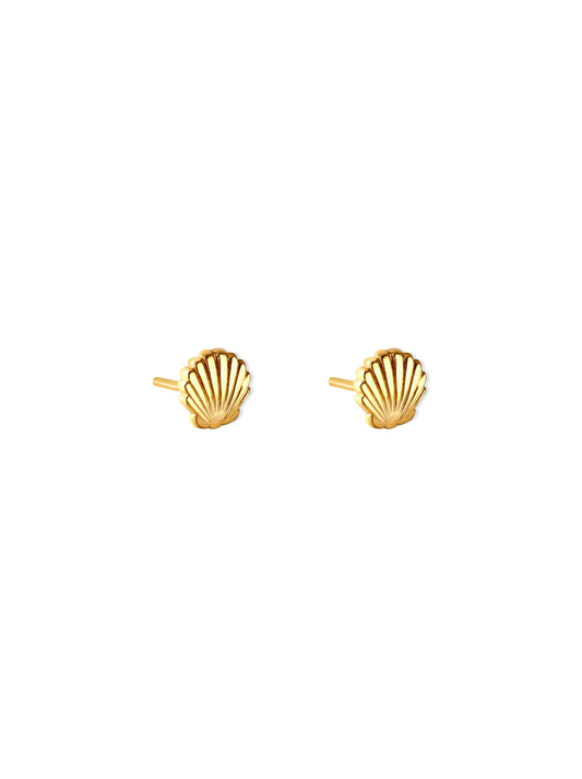 Shell gold steel earrings